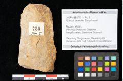 Foto (Objekt + Etikett) von Quercus palaeoilex Ettingshausen (NHMW-GEO-2024-0188-0750)